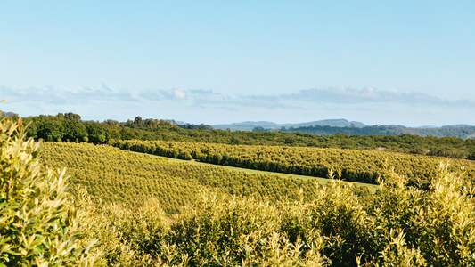 A visit to the world’s largest lemon myrtle farm.
